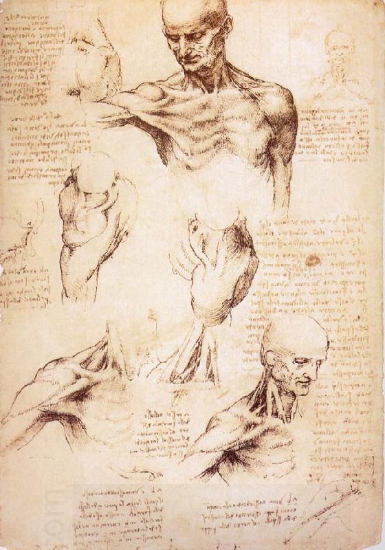 LEONARDO da Vinci The muscles of Thorax and shoulders in a lebnden person China oil painting art